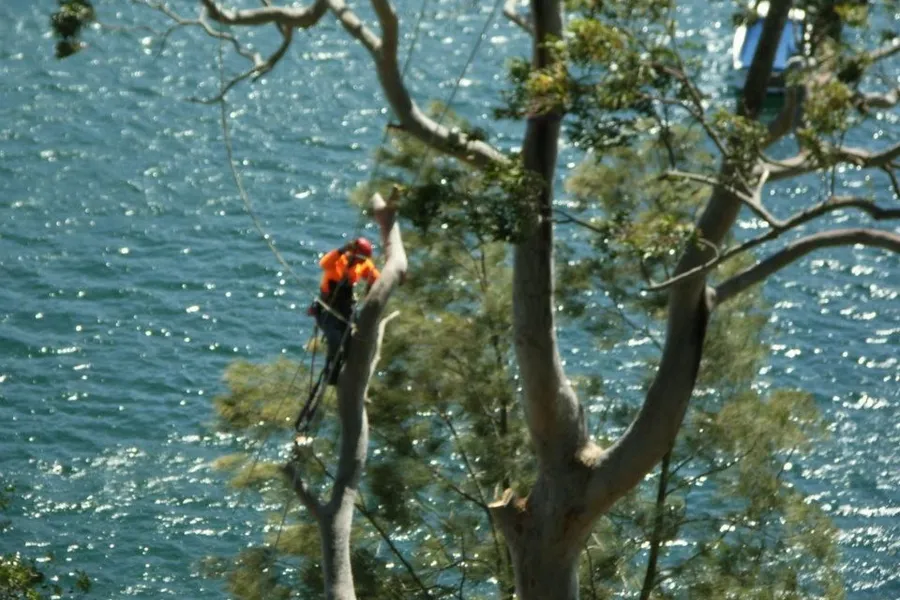 Arborist tied in high in a gum above a waterway