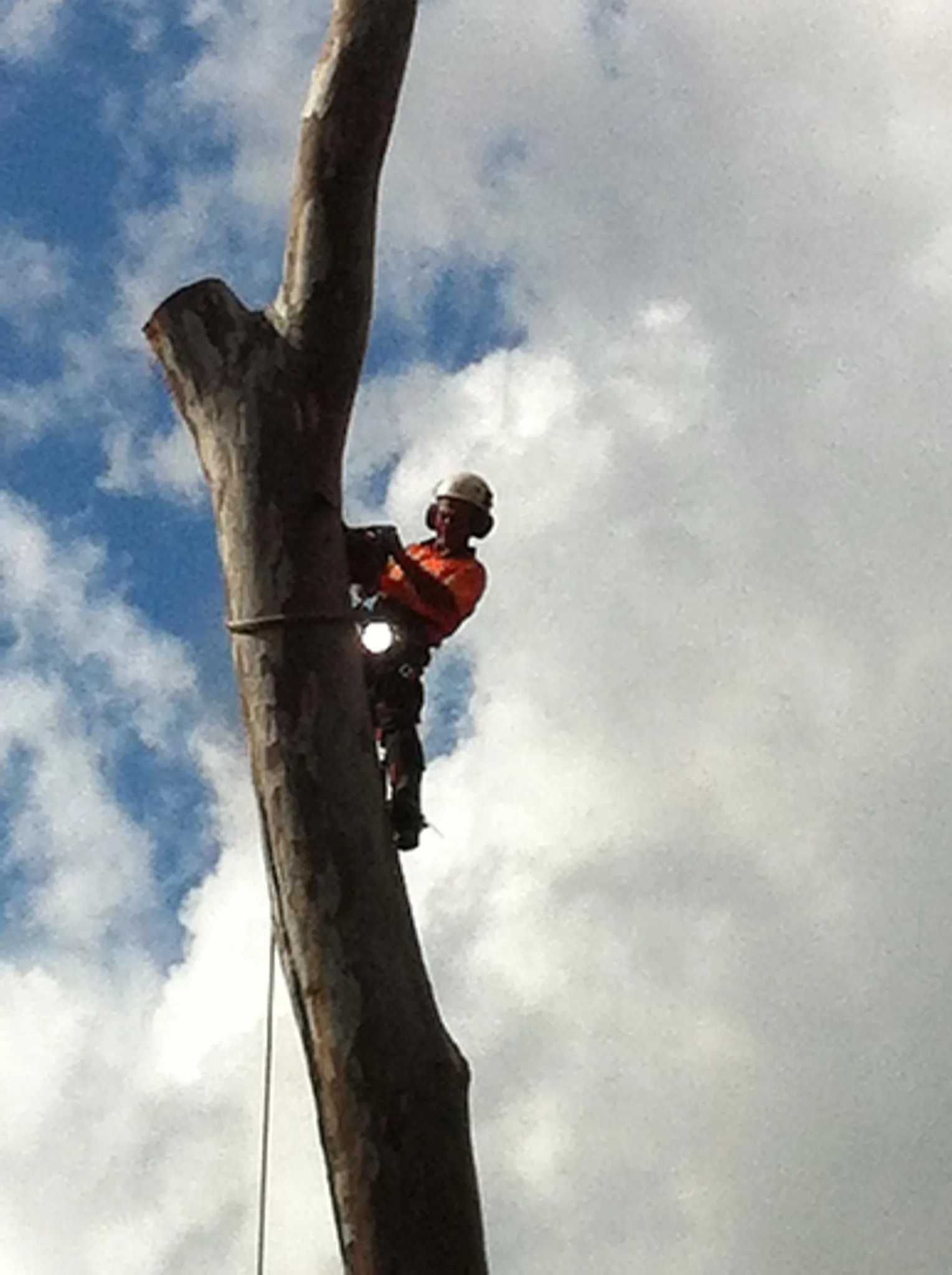 Arborist climbing a tall trunk to inspect it