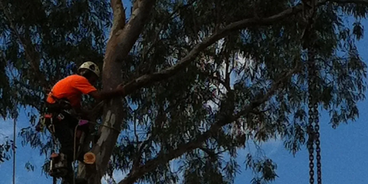 Crane rigging the top of a dead tree trunk before lifting it out