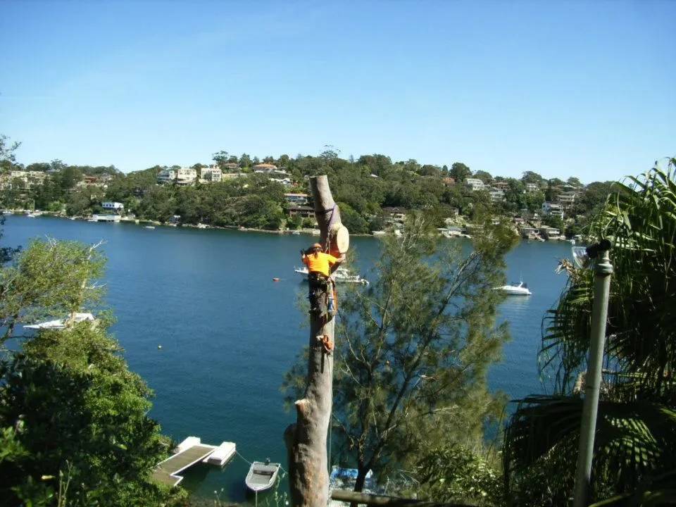 Tall bare trunk being dismantled above a bay with boats moored below