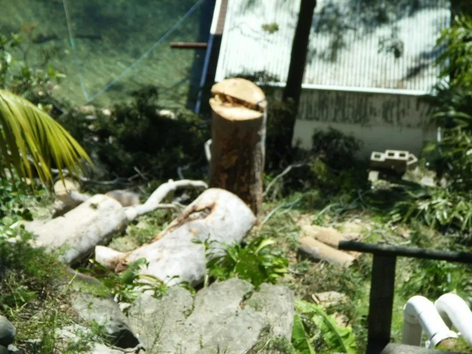 Logs stacked beside a freshly ground stump in a suburban backyard