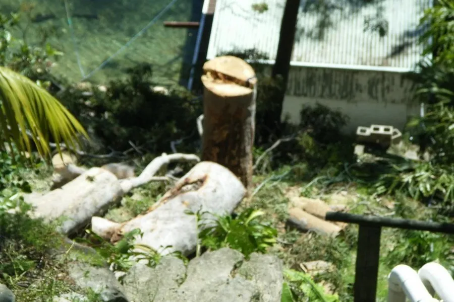 Cut logs from a removed tree lying in a leafy backyard