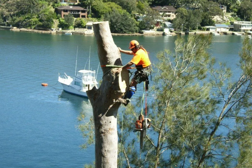 Arborist removing a gum in sections above a waterfront